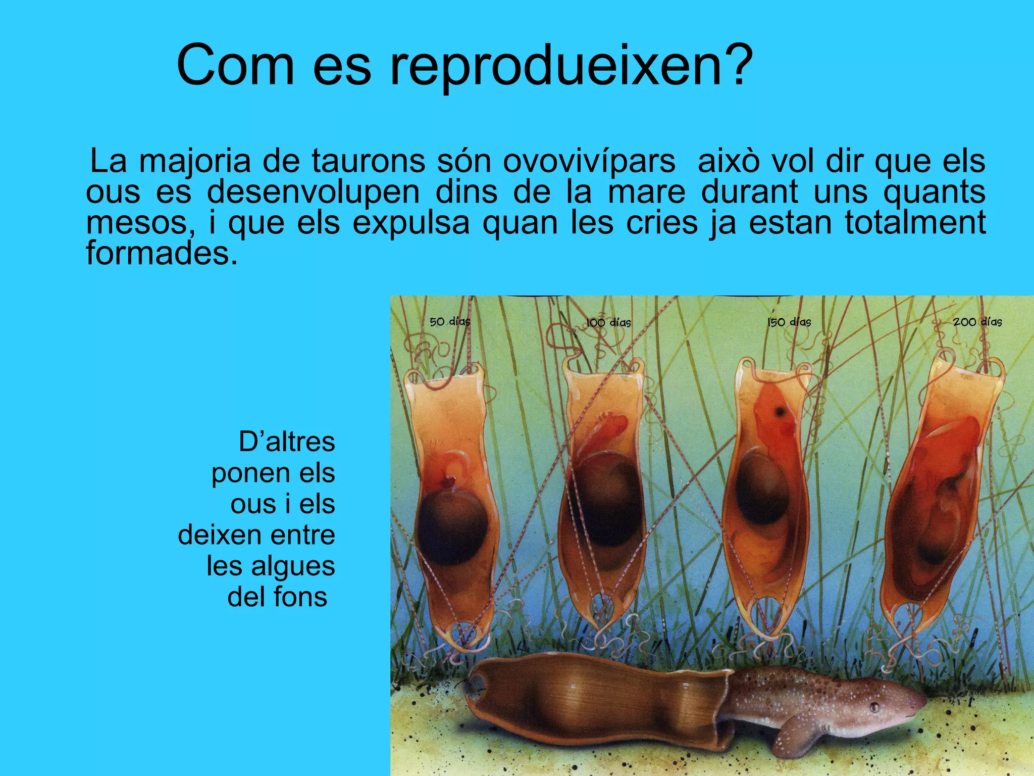 Com es reprodueixen?
La majoria de taurons són ovovivípars això vol dir que els
ous es desenvolupen dins de la mare durant uns quants
mesos, i que els expulsa quan les cries ja estan totalment
formades.
D’altres
ponen els
ous i els
deixen entre
les algues
del fons
 