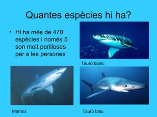 Quantes espècies hi ha?
• Hi ha més de 470
espècies i només 5
son molt perilloses
per a les persones
Marraix
Tauró blanc
Tauró blau
 