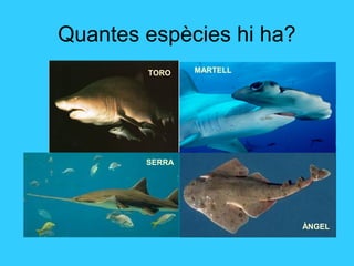 Quantes espècies hi ha?
TORO MARTELL
SERRA
ÀNGEL
 