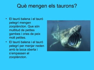 Què mengen els taurons?
• El tauró balena i el tauró
pelegrí mengen
zooplàncton. Que són
multitud de petites
gambes i cries de peix
molt petites.
• El tauró balena i el tauró
pelegrí per menjar neden
amb la boca oberta i
s’empassen el
zooplàncton.
 