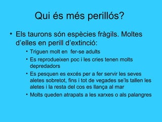 Qui és més perillós?
• Els taurons són espècies fràgils. Moltes
d’elles en perill d’extinció:
• Triguen molt en fer-se adults
• Es reprodueixen poc i les cries tenen molts
depredadors
• Es pesquen es excés per a fer servir les seves
aletes sobretot, fins i tot de vegades se’ls tallen les
aletes i la resta del cos es llança al mar
• Molts queden atrapats a les xarxes o als palangres
 