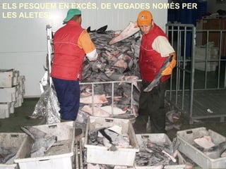 ELS PESQUEM EN EXCÉS, DE VEGADES NOMÉS PER
LES ALETES!
 