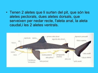 • Tenen 2 aletes que li surten del pit, que són les
aletes pectorals, dues aletes dorsals, que
serveixen per nedar recte, l'aleta anal, la aleta
caudal,i les 2 aletes ventrals.
 