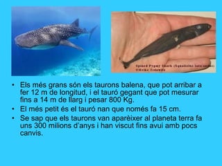 • Els més grans són els taurons balena, que pot arribar a
fer 12 m de longitud, i el tauró gegant que pot mesurar
fins a 14 m de llarg i pesar 800 Kg.
• El més petit és el tauró nan que només fa 15 cm.
• Se sap que els taurons van aparèixer al planeta terra fa
uns 300 milions d’anys i han viscut fins avui amb pocs
canvis.
 