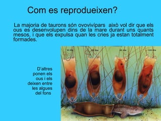 Com es reprodueixen?
La majoria de taurons són ovovivípars això vol dir que els
ous es desenvolupen dins de la mare durant uns quants
mesos, i que els expulsa quan les cries ja estan totalment
formades.
D’altres
ponen els
ous i els
deixen entre
les algues
del fons
 
