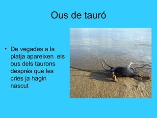 Ous de tauró
• De vegades a la
platja apareixen els
ous dels taurons
després que les
cries ja hagin
nascut
 