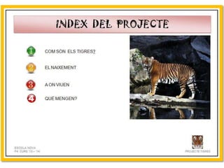 Projecte Tigres P4 B Escola Nova