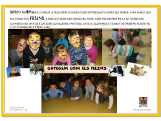 Projecte Tigres P4 B Escola Nova
