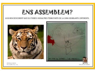 Projecte Tigres P4 B Escola Nova