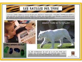 Projecte Tigres P4 B Escola Nova