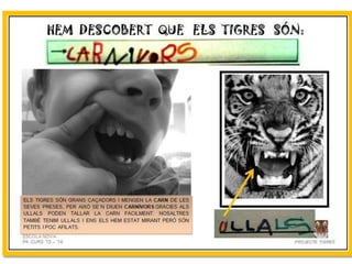 Projecte Tigres P4 B Escola Nova