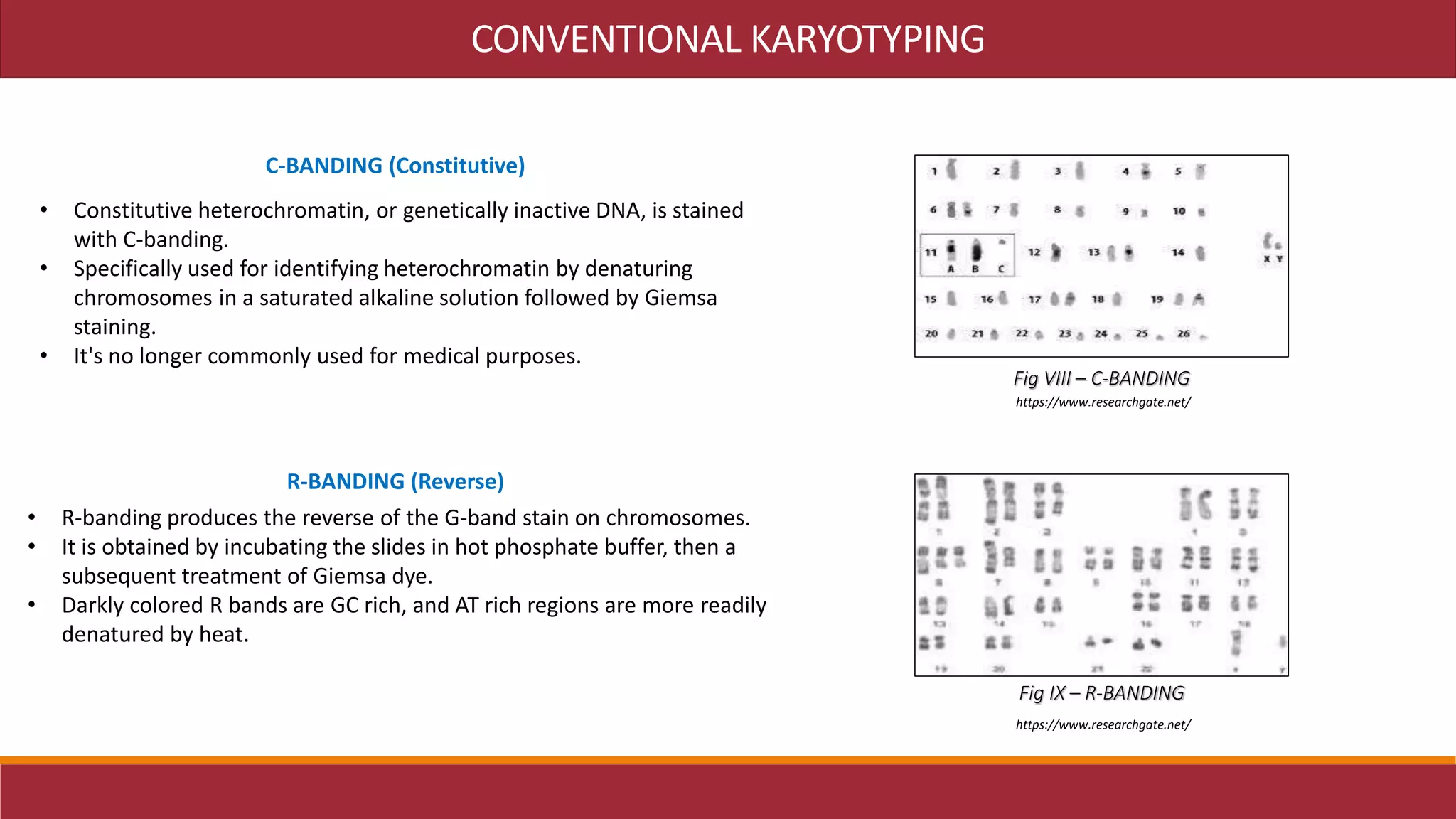 • Constitutive heterochromatin, or genetically inactive DNA, is stained
with C-banding.
• Specifically used for identifying heterochromatin by denaturing
chromosomes in a saturated alkaline solution followed by Giemsa
staining.
• It's no longer commonly used for medical purposes.
• R-banding produces the reverse of the G-band stain on chromosomes.
• It is obtained by incubating the slides in hot phosphate buffer, then a
subsequent treatment of Giemsa dye.
• Darkly colored R bands are GC rich, and AT rich regions are more readily
denatured by heat.
C-BANDING (Constitutive)
R-BANDING (Reverse)
CONVENTIONAL KARYOTYPING
https://www.researchgate.net/
https://www.researchgate.net/
Fig VIII – C-BANDING
Fig IX – R-BANDING
 