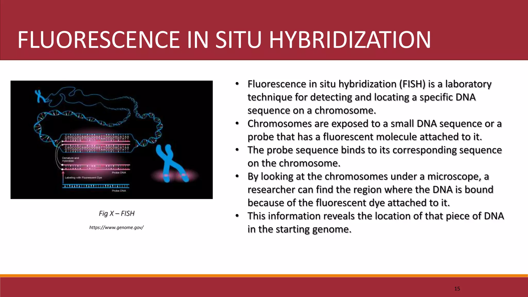 15
FLUORESCENCE IN SITU HYBRIDIZATION
• Fluorescence in situ hybridization (FISH) is a laboratory
technique for detecting and locating a specific DNA
sequence on a chromosome.
• Chromosomes are exposed to a small DNA sequence or a
probe that has a fluorescent molecule attached to it.
• The probe sequence binds to its corresponding sequence
on the chromosome.
• By looking at the chromosomes under a microscope, a
researcher can find the region where the DNA is bound
because of the fluorescent dye attached to it.
• This information reveals the location of that piece of DNA
in the starting genome.
Fig X – FISH
https://www.genome.gov/
 