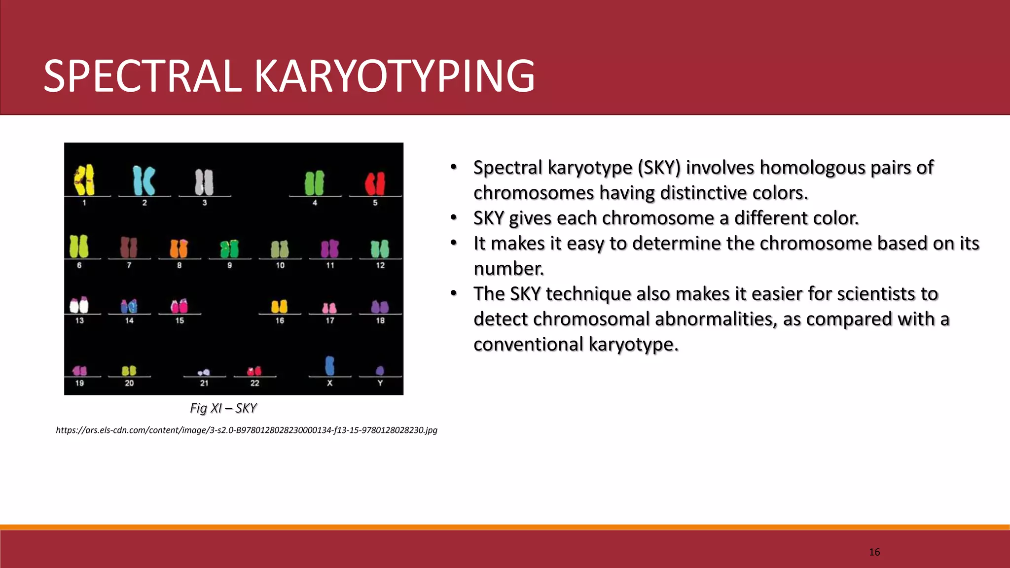 16
SPECTRAL KARYOTYPING
• Spectral karyotype (SKY) involves homologous pairs of
chromosomes having distinctive colors.
• SKY gives each chromosome a different color.
• It makes it easy to determine the chromosome based on its
number.
• The SKY technique also makes it easier for scientists to
detect chromosomal abnormalities, as compared with a
conventional karyotype.
Fig XI – SKY
https://ars.els-cdn.com/content/image/3-s2.0-B9780128028230000134-f13-15-9780128028230.jpg
 