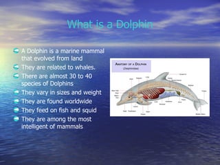What is a Dolphin <ul><li>A Dolphin is a marine mammal that evolved from land </li></ul><ul><li>They are related to whales...