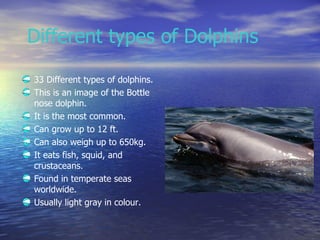 Different types of Dolphins <ul><li>33 Different types of dolphins. </li></ul><ul><li>This is an image of the Bottle nose ...