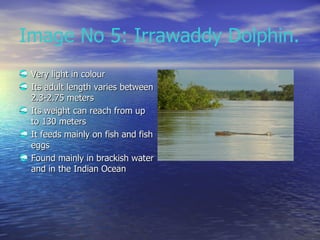 Image No 5: Irrawaddy Dolphin. <ul><li>Very light in colour </li></ul><ul><li>Its adult length varies between 2.3-2.75 met...