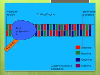 Promoter                                      Termination
Region            Coding Region               Sequence




      RNA
      polymeras
      e




                                              Adenine

                                              Thymine

                                              Guanine

                            Sugar/phosphate   cytosine
                            backbone
 