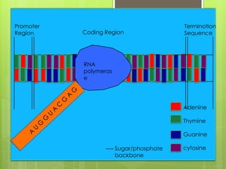 Promoter                                 Termination
Region     Coding Region                 Sequence




           RNA
           polymeras
           e




                                         Adenine

                                         Thymine

                                         Guanine

                       Sugar/phosphate   cytosine
                       backbone
 