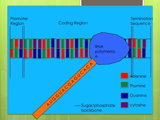 Promoter                               Termination
Region     Coding Region               Sequence




                           RNA
                           polymeras
                           e



                                       Adenine

                                       Thymine

                                       Guanine

                     Sugar/phosphate   cytosine
                     backbone
 