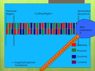 Promoter                            Termination
Region              Coding Region   Sequence




                                      RNA
                                      polymeras
                                      e




                                    Adenine

                                    Thymine

                                    Guanine

      Sugar/phosphate               cytosine
      backbone
 
