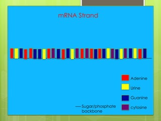 mRNA Strand




                        Adenine

                        Urine

                        Guanine

      Sugar/phosphate   cytosine
      backbone
 