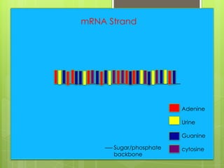 mRNA Strand




                        Adenine

                        Urine

                        Guanine

      Sugar/phosphate   cytosine
      backbone
 