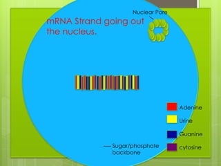 Nuclear Pore
mRNA Strand going out
the nucleus.




                                   Adenine

                                   Urine

                                   Guanine

              Sugar/phosphate      cytosine
              backbone
 