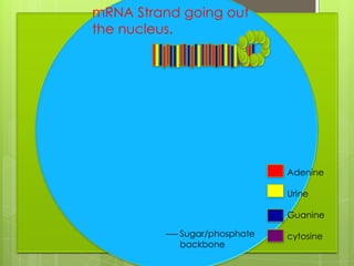 mRNA Strand going out
the nucleus.




                             Adenine

                             Urine

                             Guanine

           Sugar/phosphate   cytosine
           backbone
 
