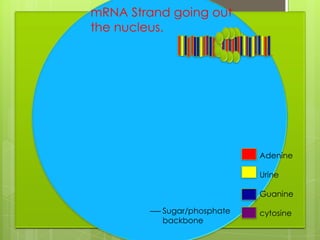 mRNA Strand going out
the nucleus.




                            Adenine

                            Urine

                            Guanine

          Sugar/phosphate   cytosine
          backbone
 