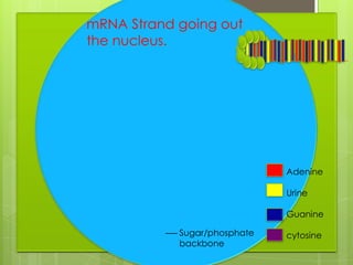 mRNA Strand going out
the nucleus.




                              Adenine

                              Urine

                              Guanine

            Sugar/phosphate   cytosine
            backbone
 