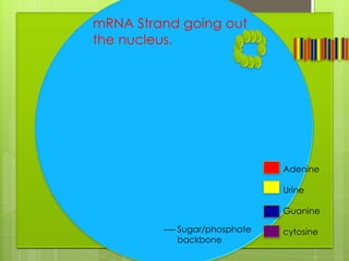 mRNA Strand going out
the nucleus.




                             Adenine

                             Urine

                             Guanine

           Sugar/phosphate   cytosine
           backbone
 