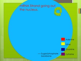 mRNA Strand going out
the nucleus.




                              Adenine

                              Urine

                              Guanine

            Sugar/phosphate   cytosine
            backbone
 