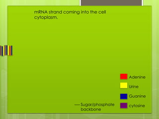 mRNA strand coming into the cell
cytoplasm.




                                      Adenine

                                      Urine

                                      Guanine

                    Sugar/phosphate   cytosine
                    backbone
 