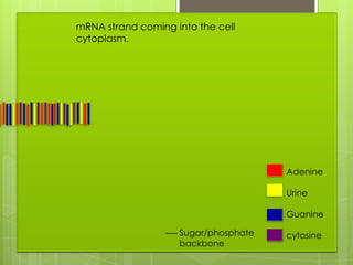 mRNA strand coming into the cell
cytoplasm.




                                      Adenine

                                      Urine

                                      Guanine

                    Sugar/phosphate   cytosine
                    backbone
 