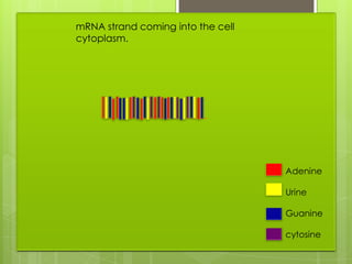mRNA strand coming into the cell
cytoplasm.




                                   Adenine

                                   Urine

                                   Guanine

                                   cytosine
 