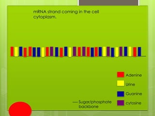 mRNA strand coming in the cell
cytoplasm.




                                      Adenine

                                      Urine

                                      Guanine

                    Sugar/phosphate   cytosine
                    backbone
 