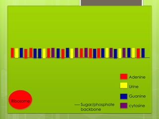Adenine

                             Urine

                             Guanine
Ribosome
           Sugar/phosphate   cytosine
           backbone
 