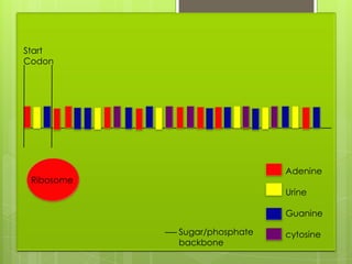 Start
Codon




                              Adenine
 Ribosome
                              Urine

                              Guanine

            Sugar/phosphate   cytosine
            backbone
 