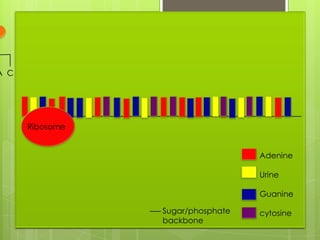 A C




      Ribosome


                                   Adenine

                                   Urine

                                   Guanine

                 Sugar/phosphate   cytosine
                 backbone
 