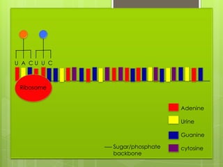 U A CU U C



 Ribosome


                               Adenine

                               Urine

                               Guanine

             Sugar/phosphate   cytosine
             backbone
 