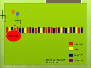 U A C

            U U C



        Ribosome


                                      Adenine

                                      Urine

                                      Guanine

                    Sugar/phosphate   cytosine
                    backbone
 
