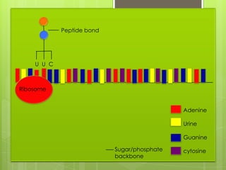 Peptide bond




    U U C



Ribosome


                                             Adenine

                                             Urine

                                             Guanine

                           Sugar/phosphate   cytosine
                           backbone
 
