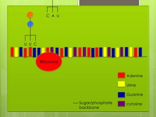 C A U




U U C



        Ribosome


                                     Adenine

                                     Urine

                                     Guanine

                   Sugar/phosphate   cytosine
                   backbone
 
