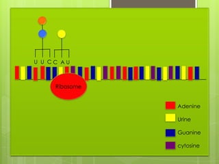 U U CC AU



     Ribosome


                Adenine

                Urine

                Guanine

                cytosine
 