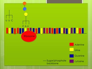 U U C

        CAU



        Ribosome


                                     Adenine

                                     Urine

                                     Guanine

                   Sugar/phosphate   cytosine
                   backbone
 