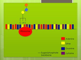 C AU



Ribosome


                             Adenine

                             Urine

                             Guanine

           Sugar/phosphate   cytosine
           backbone
 