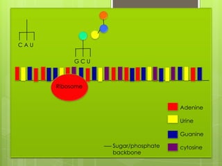 CAU

           GCU



      Ribosome


                                   Adenine

                                   Urine

                                   Guanine

                 Sugar/phosphate   cytosine
                 backbone
 