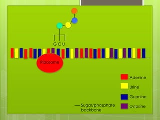 GCU



Ribosome


                             Adenine

                             Urine

                             Guanine

           Sugar/phosphate   cytosine
           backbone
 