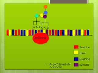 G CUCA G



Ribosome


                             Adenine

                             Urine

                             Guanine

           Sugar/phosphate   cytosine
           backbone
 